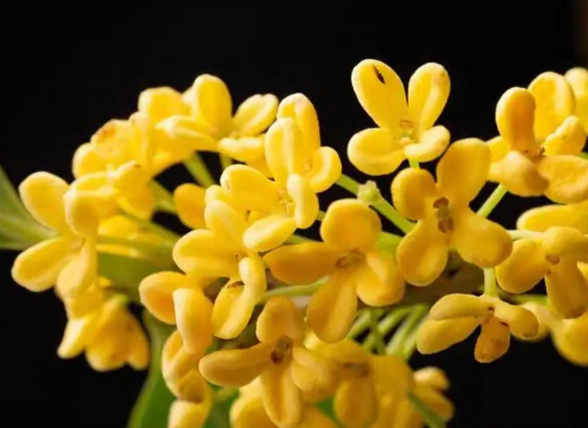 Сушений Османтус Гуйлінь &mdash; Квітковий Чай (25 г) FLORAL-OSMANTHUS-GUILIN-25G фото